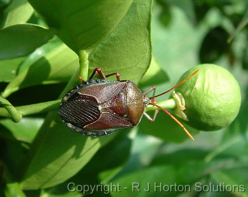 Bronze Orange Bug horiz_2cropped 